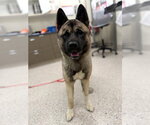 Small Akita