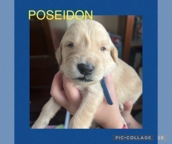 Medium Photo #5 Goldendoodle Puppy For Sale in SANTA CLARITA, CA, USA