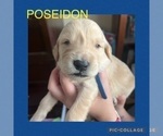 Small Photo #5 Goldendoodle Puppy For Sale in SANTA CLARITA, CA, USA