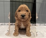 Puppy BA Goldendoodle