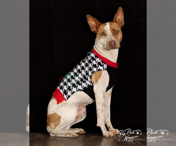 Medium Photo #2 Mutt Puppy For Sale in Claremore, OK, USA