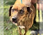 Small #3 Plott Hound Mix