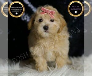 Maltipoo Puppy for sale in WARSAW, IN, USA