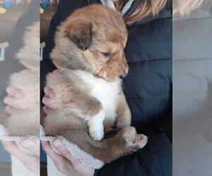 Gollie Puppy for sale in OLNEY, IL, USA