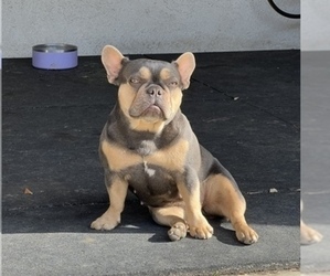 French Bulldog Puppy for Sale in TEMECULA, California USA