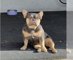 Small Photo #1 French Bulldog Puppy For Sale in TEMECULA, CA, USA