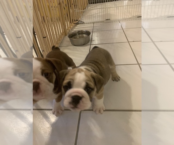 Medium Photo #9 Bulldog Puppy For Sale in SPRING HILL, FL, USA