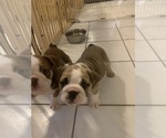 Small Photo #9 Bulldog Puppy For Sale in SPRING HILL, FL, USA