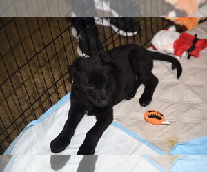 German Shepherd Dog Dogs for adoption in Modesto, CA, USA