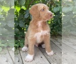 Puppy 6 Catahoula Leopard Dog-Poodle (Standard) Mix