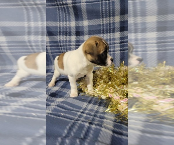 Medium Photo #2 Jug-Rat Terrier Mix Puppy For Sale in OWEN, WI, USA