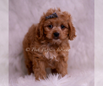 Small #2 Cavapoo (Miniature)