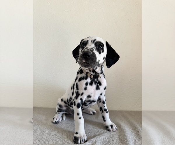 Medium Photo #1 Dalmatian Puppy For Sale in DENVER, CO, USA
