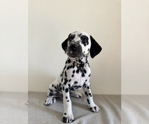 Dalmatian Puppy for sale in DENVER, CO, USA