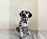 Small Dalmatian