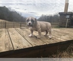 Small Photo #4 American Bully Mikelands  Puppy For Sale in BARBOURSVILLE, VA, USA