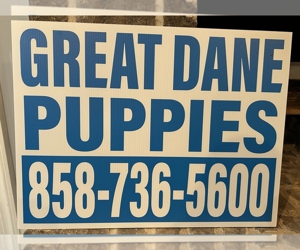 Medium Photo #10 Great Dane Puppy For Sale in CLANTON, AL, USA