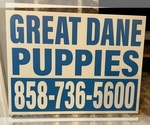 Small #9 Great Dane