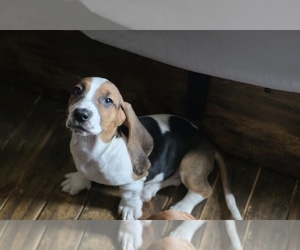 Basset Hound Puppy for sale in SANFORD, NC, USA