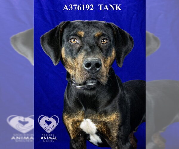 Medium Photo #2 Plott Hound-Unknown Mix Puppy For Sale in Stockton, CA, USA