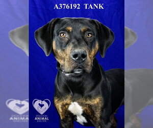 TANK - Male Plott Hound-Unknown Mix Dog for Adoption - Photo #2