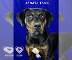 Small #1 Plott Hound Mix