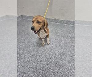 Beagle-Unknown Mix Dogs for adoption in Pasadena, TX, USA