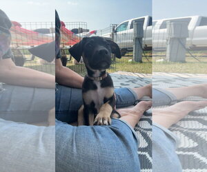 Mutt Dogs for adoption in Duluth, MN, USA