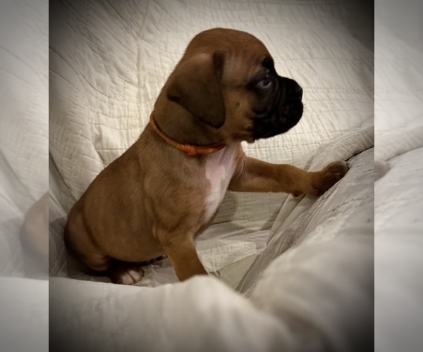 Medium Photo #2 Boxer Puppy For Sale in BRUSH CREEK, TN, USA