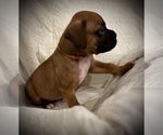 Small Photo #3 Boxer Puppy For Sale in BRUSH CREEK, TN, USA
