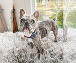 Small #2 French Bulldog