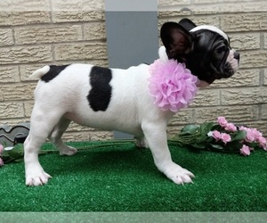 French Bulldog Puppy for sale in CARTHAGE, TX, USA