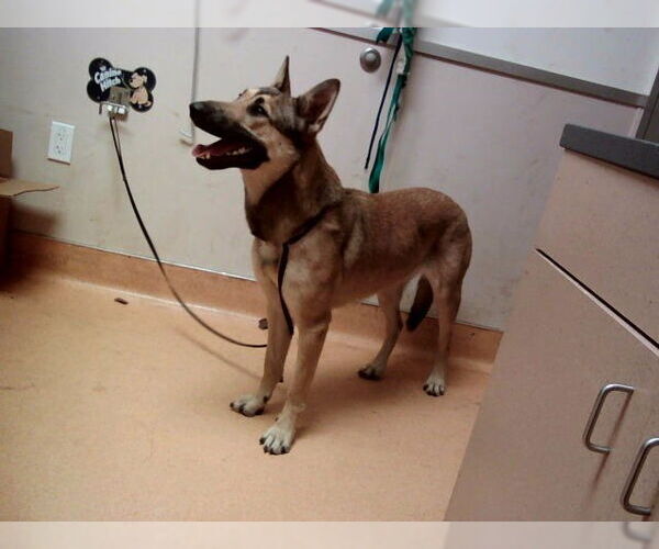 Medium Photo #1 German Shepherd Dog-Unknown Mix Puppy For Sale in Martinez, CA, USA