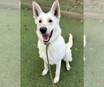 Small Photo #2 - Mix Puppy For Sale in Phoenix, AZ, USA