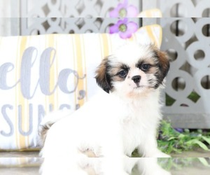 Shih Tzu Puppy for sale in MOUNT VERNON, OH, USA