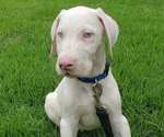 Puppy Puppy 3 Great Dane