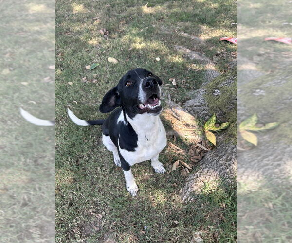 Medium Photo #2 German Shorthaired Pointer-Unknown Mix Puppy For Sale in Boston, MA, USA