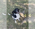 Small #1 German Shorthaired Pointer Mix