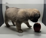 Small #4 French Bulldog