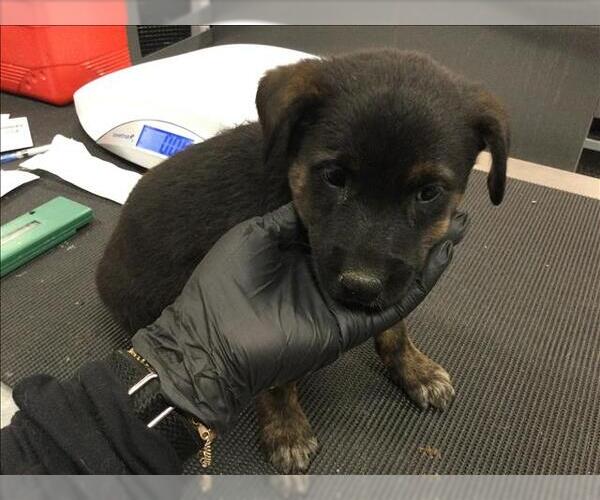 Medium Photo #1 Rottweiler-Unknown Mix Puppy For Sale in Riverside, CA, USA