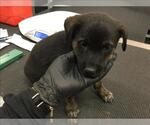 Small Rottweiler Mix