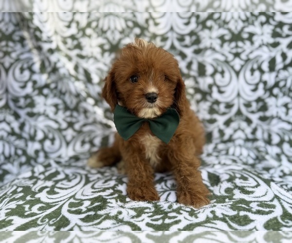 Medium Photo #2 Cavapoo (Miniature) Puppy For Sale in LAKELAND, FL, USA