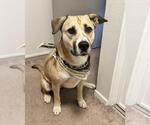 Small Anatolian Shepherd