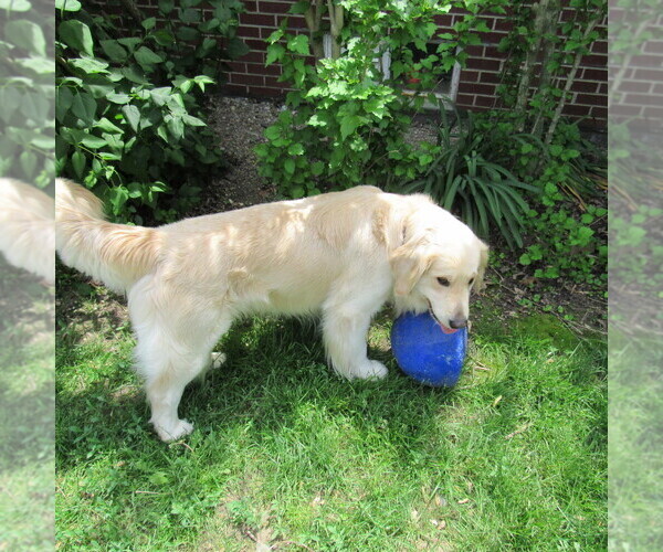 Medium Photo #48 English Cream Golden Retriever Puppy For Sale in NORTHWOOD, OH, USA