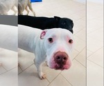 Small #3 American Pit Bull Terrier Mix