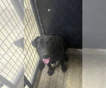 Diamond Doll (Maxine) - Female Labrador Retriever Dog for Adoption - Small photo