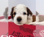 Puppy Bear Saint Berdoodle
