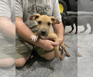 American Pit Bull Terrier-Labrador Retriever Mix Dogs for adoption in Brewster, NY, USA