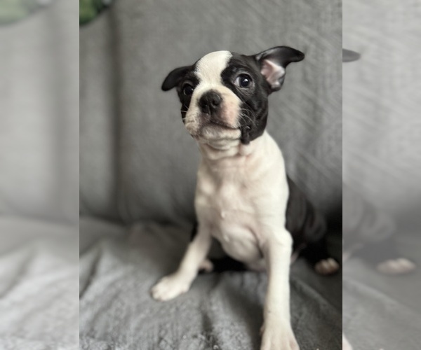 Medium Photo #4 Boston Terrier Puppy For Sale in BRIDGEWATER, NJ, USA