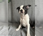 Small #3 Boston Terrier